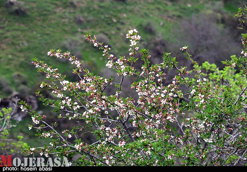 جلوه‌هایی-از-طبیعت-بکر-و-زیبای-بهاری-زنجان+-تصاویر