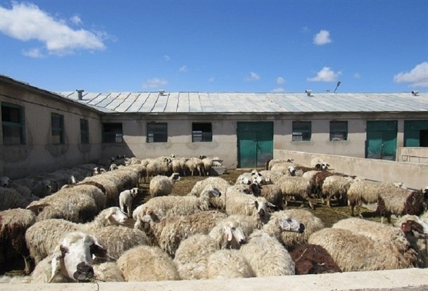 توسعه-دامداریهای-کوچک-و-روستایی-استان-زنجان-از-اولویتهای-جهادکشاورزی-است