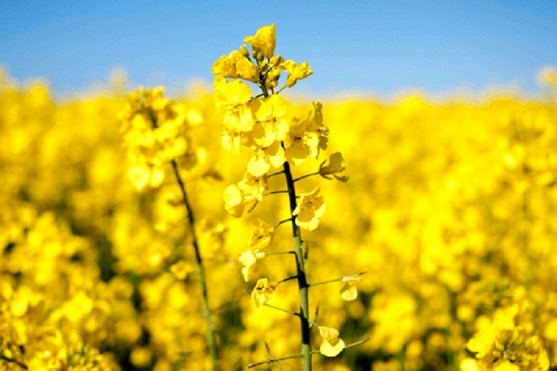 پیشبینی-تولید-بیش-از-2-هزار-تن-کلزا-در-زنجان-کشت-کلزا-بستری-مناسب-برای-تحقق-اقتصاد-مقاومتی-است