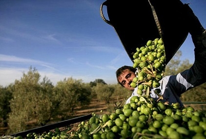 محیط-زیست-هیچ-برنامهای-برای-ساماندهی-پساب-زیتون-واحدهای-فرآوری-ندارد-در-واردات-روغن-زیتون-هیچ-کنترلی-وجود-ندارد