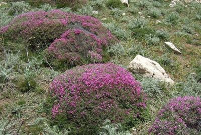 اجازه-فعالیتهای-معدنی-در-مناطق-گون-خیز-داده-نمیشود