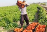 بیتدبیری-دولت-گوجه-فرنگی-کاران-را-نقره-داغ-کرد-ماجرای-گوجه-فرنگیهای-بر-زمین-مانده-و-دولتی-که-به-فکر-گلابیهای-برجام-است!