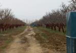 سرما-باغات-استان-زنجان-را-تهدید-میکند-تداوم-بارشها-تا-سهشنبه-در-استان-زنجان