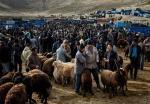 انجام-اقدامات-پیشگیرانه-برای-بیماری-تب-برفکی-در-استان-زنجان-میدان-احشام-منشا-بسیاری-از-بیماریهای-دامی-است
