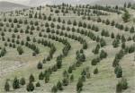 اجرای-طرح-توسعه-جنگلکاری-در-110-هکتار-از-اراضی-ملی-استان-زنجان