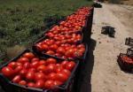 قیمت-گوجه-فرنگی-در-کمتر-از-دو-ماه-16-برابر-شد-چرا-زیان-کشاورز-و-جیب-خالی-مردم-برای-دولت-مهم-نیست؟