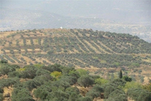 خطر-سرمازدگی-در-کمین-باغات-زنجان-خسارت-ناشی-سرمازندگی-در-باغات-استان-زنجان-نداشتیم