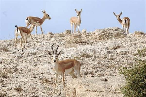 چاههای-عمیق-غیرمجاز،-زیست-آهوان-دشت-سهرین-زنجان-را-از-بین-برده-است