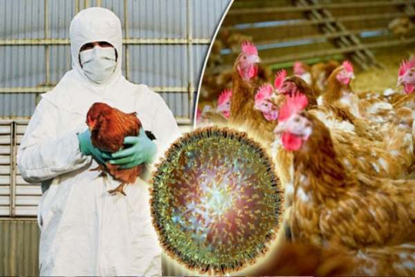 موردی-از-آنفولانزای-فوق-حاد-پرندگان-در-زنجان-مشاهده-نشده-است-مرغداریهای-صنعتی-رصد-می‌شوند
