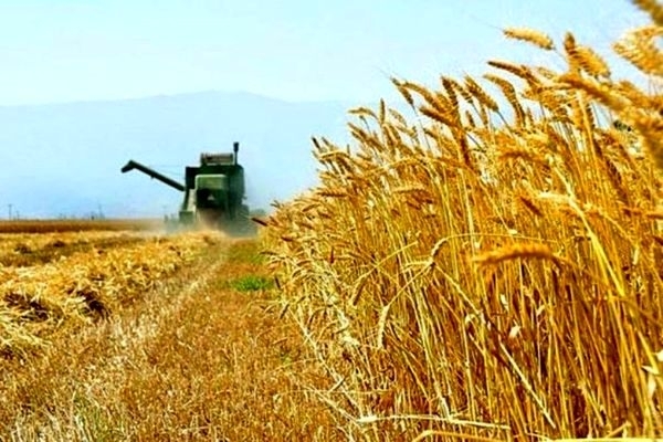 برداشت-گندم-در-استان-زنجان-آغاز-شد