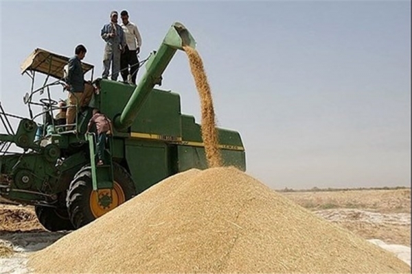 پرداخت-مطالبات-گندم‌کاران-زنجانی-در-کمترین-زمان-انجام-می‌شود