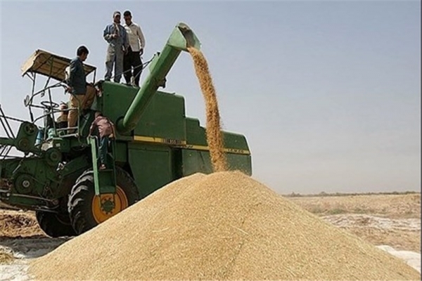 خرید-تضمینی-41-هزار-تن-گندم-در-استان-زنجان-مجوزی-از-تنظیم-بازار-کشور-در-مورد-توزیع-برنج-دریافت-نکردیم