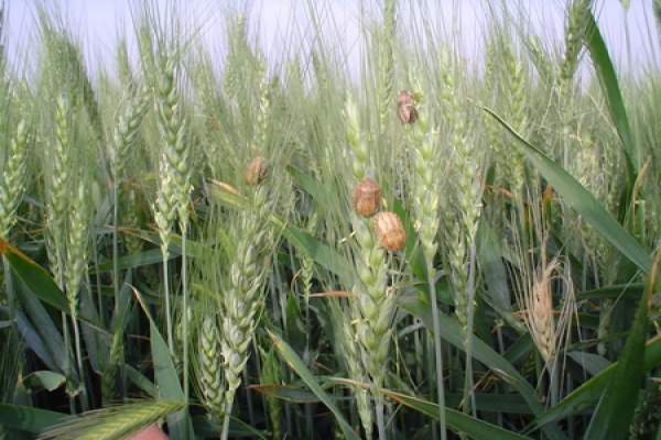 افزایش-قیمت-سموم-از-عوامل-تاثیر-گذار-بر-سن-زدگی-گندمزارهای-زنجان-است