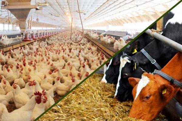 سرمایهگذاران-برای-حل-مشکل-کمبود-نهادههای-دامی-در-کشور-بسیج-شدند