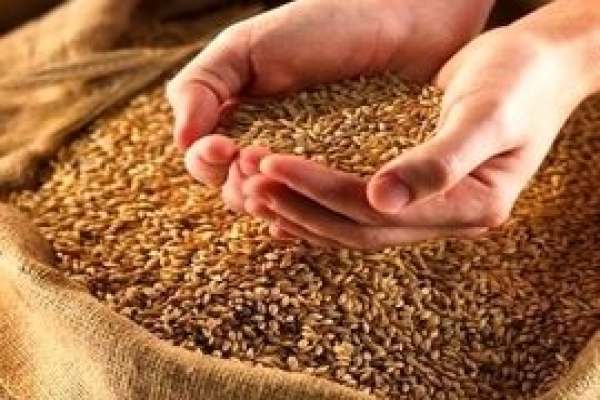 توزیع-۹-هزار-تن-بذر-گندم-در-بین-کشاورزان-استان-زنجان