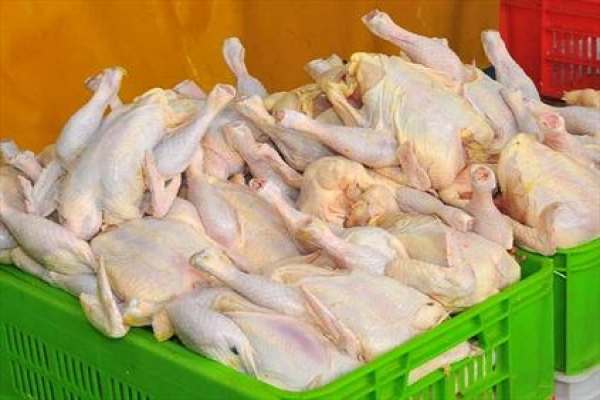 توزیع-مرغ-با-قیمت-مصوب-از-روز-یکشنبه-در-زنجان-تصمیمی-بر-افزایش-قیمت-مرغ-نداریم
