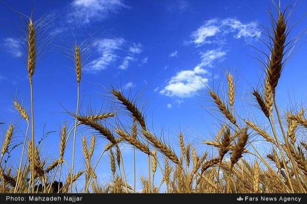 وضعیت-مزارع-گندم-در-استان-زنجان-خوب-نیست