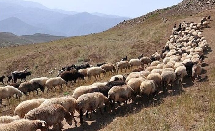 کاهش-بارندگی-دامداران-استان-زنجان-را-نگران-کرده-است