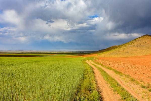 خرید-گندم-در-استان-زنجان-از-۱۰-تیرماه-آغاز-میشود