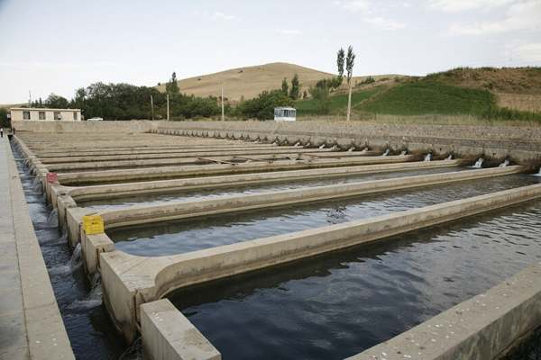 آغاز-فرآیند-تکمیل-زنجیره-تولید-ماهی-در-ماهنشان