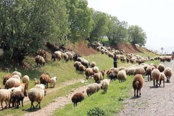 افزایش-عرضه-دام-زنده-در-میادین-احشام-زنجان-به-دلیل-خشکسالی