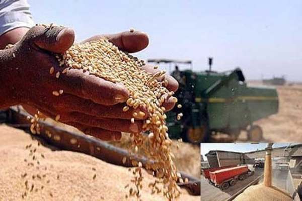 وضعیت-تولید-گندم-استان-زنجان-خوب-نیست-کاهش-تولید-بیش-از-50-درصدی-گندم-در-مزارع-دیم-استان