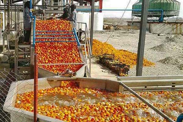 استعدادهای-بخش-کشاورزی-استان-زنجان-مغفول-مانده-است