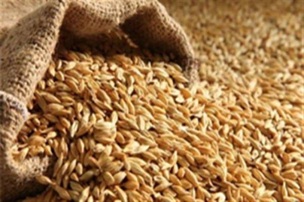 تامین-20-درصد-از-بذر-مورد-نیاز-گندمکاران-در-استان-زنجان