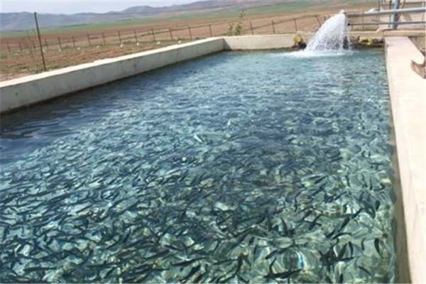 کاهش-30-درصدی-تولید-ماهی-به-دلیل-خشکسالی-و-قطعی-مکرر-برق-در-استان-زنجان