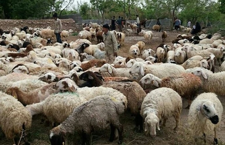 خطر-شیوع-بیماری-طاعون-نشخوار-کنندگان-کوچک-در-بین-دامهای-استان-زنجان-