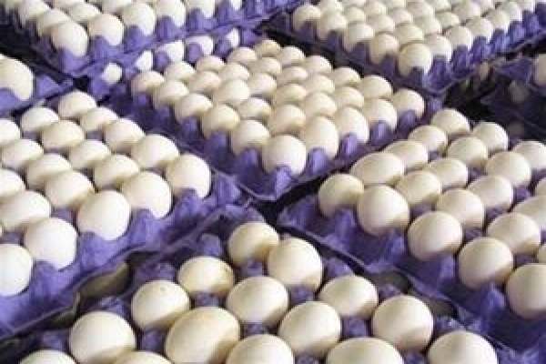 ۳-اقدام-دولت-برای-ایجاد-آرامش-در-بازار-مرغ-و-تخممرغ