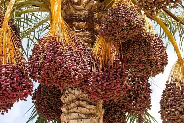 صادرات-نخل-از-سیستان-وبلوچستان-به-کشورهای-حوزه-خلیج-فارس-صحت-ندارد