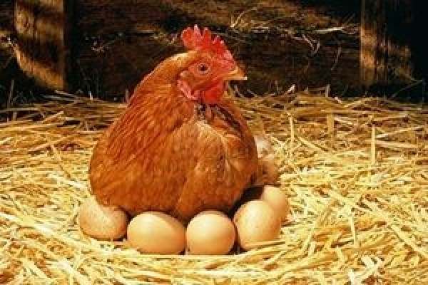 دولت-چگونه-توانست-صف‌های-مرغ-و-تخم‌مرغ-را-جمع-کند؟