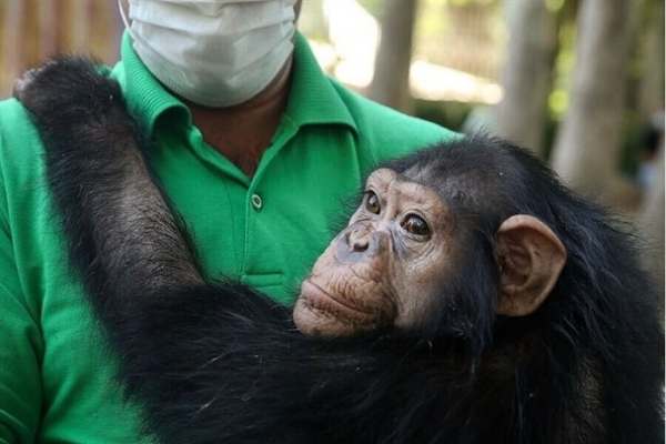 "باران"-شامپانزه-ایرانی،-به-دست-همنوعان-خود-در-کنیا-کشته-شد