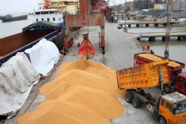سرنوشت-مبهم-ذرتهای-آلوده-دستگاه-قضایی-و-سازمان-غذا-و-دارو-ورود-کنند