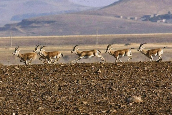 ساکنان-شهرکهای-اقماری-زنجان-مراقب-ورود-گرگها-به-داخل-شهر-باشند-علوفه-مورد-نیاز-آهوان-در-استان-زنجان-توزیع-شد