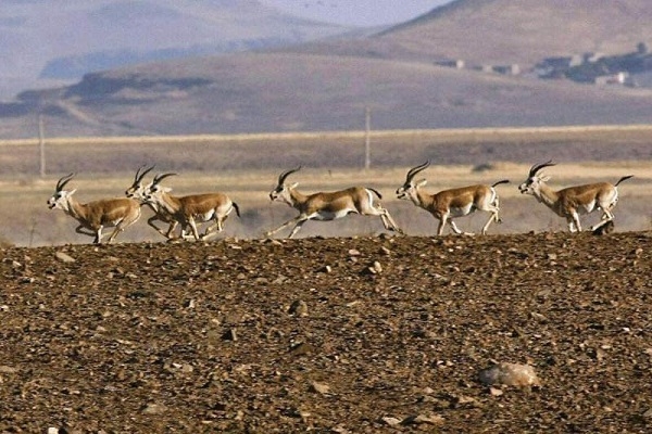 ساکنان-شهرک‌های-اقماری-زنجان-مراقب-ورود-گرگ‌ها-به-داخل-شهر-باشند-علوفه-مورد-نیاز-آهوان-در-استان-زنجان-توزیع-شد