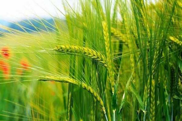 کشت-قراردادی-نجات-بخش-تولید-محصولات-کشاورزی-کشت-قراردادی-از-سال-آینده-در-زنجان-عملیاتی-میشود