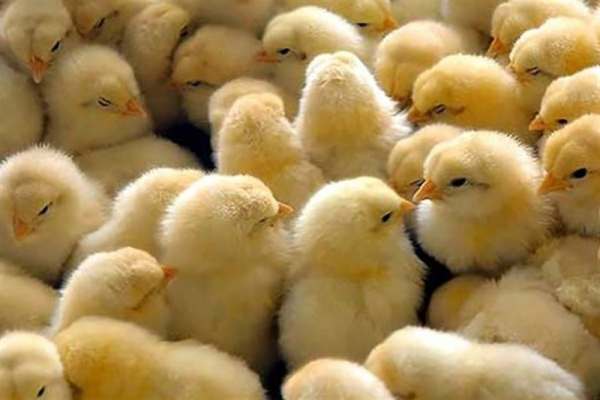 ایستادگی-جدی-دولت-در-برابر-«کمپین-جوجهکُشی»