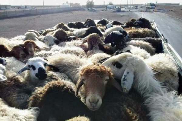 دامپزشکی-با-کشتار-و-حمل-و-نقل-غیر-مجاز-دام-برخورد-قانونی-میکند