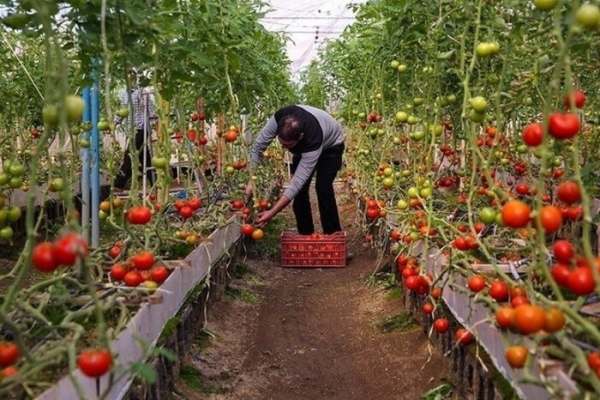 بخشی-از-بزرگترین-شهرک-گلخانهای-شیشهای-استان-زنجان-امسال-به-بهرهبرداری-میرسد-۱۲-هزار-تن-به-ظرفیت-تولید-سالانه-محصولات-کشاورزی-افزوده-میشود-