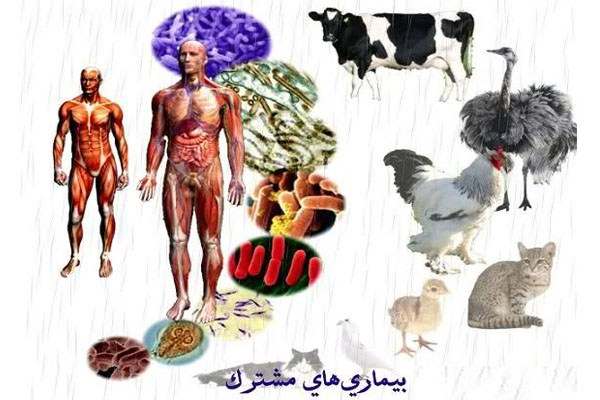 بیماریهای-دامی-میتوانند-در-حملات-بیولوژیک-در-جامعه-مورد-استفاده-قرار-گیرند