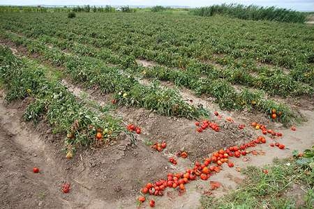 سطح-زیر-کشت-گوجه‌فرنگی-کاهش-می‌یابد-تولید-۷-میلیون-تن-گوجه-فرنگی-در-کشور