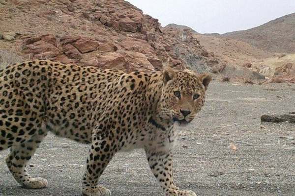 آماری-از-تعداد-قلادههای-پلنگ-در-استان-زنجان-نیست-ارتفاعات-استان-زنجان-در-قرق-پلنگها-است