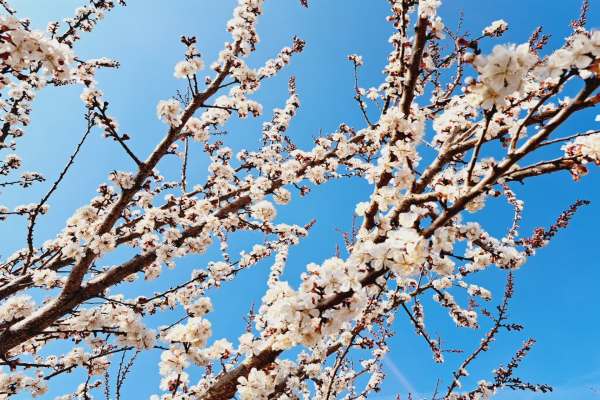گزارش-تصویری-شکوفه‌های-زیبای-بهاری-در-زنجان