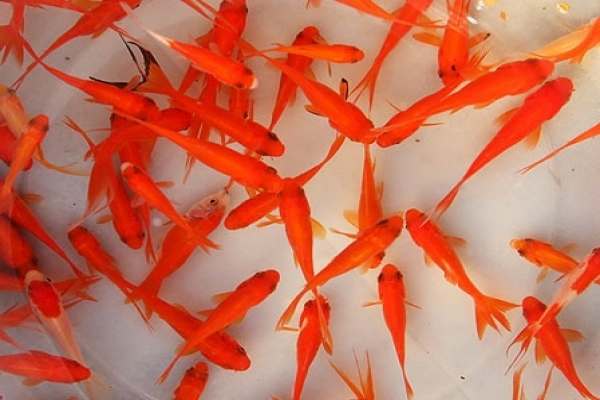 ماهی-قرمز-سفره-هفتسین-را-در-رودخانهها-رها-نکنید