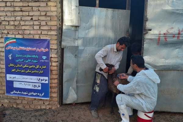 واکسیناسیون-بیش-از-۸۵-هزار-رأس-دام-علیه-تببرفکی-در-ابهر