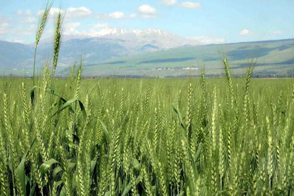 ثبت-۶۰-هزار-هکتار-کشت-قراردادی-در-زنجان