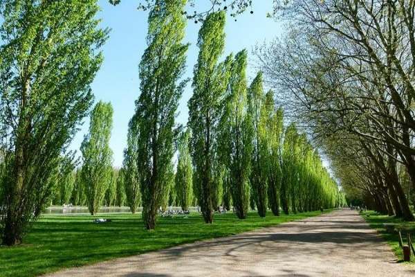 کاشت-نهالهای-صنوبر-برای-توسعه-جنگل-در-منطقه-انگوران