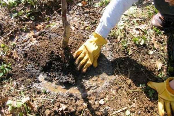 کاشت-۴۰۰-اصله-نهال-توسط-عوامل-راهداری-و-حمل-و-نقل-جادهای-زنجانرود-